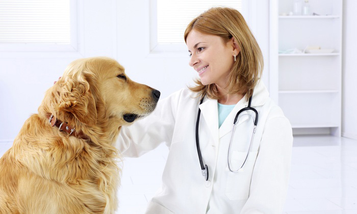 5 Helpful Veterinary Courses in New Zealand You Can't Miss